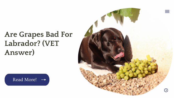 Are Grapes Bad For Labrador? (VET Answer)