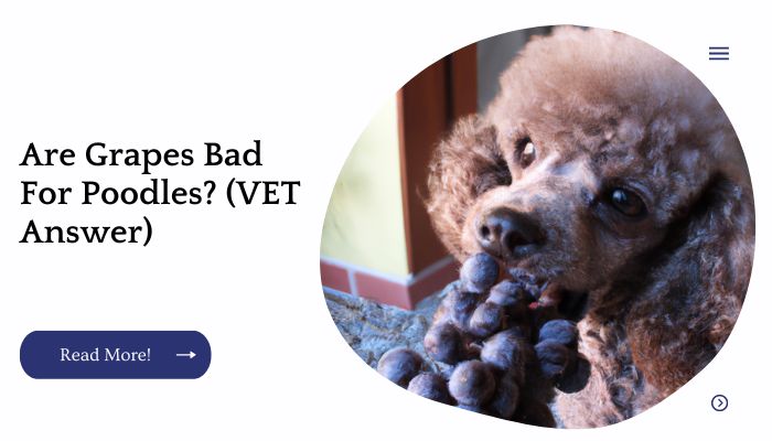 Are Grapes Bad For Poodles? (VET Answer)