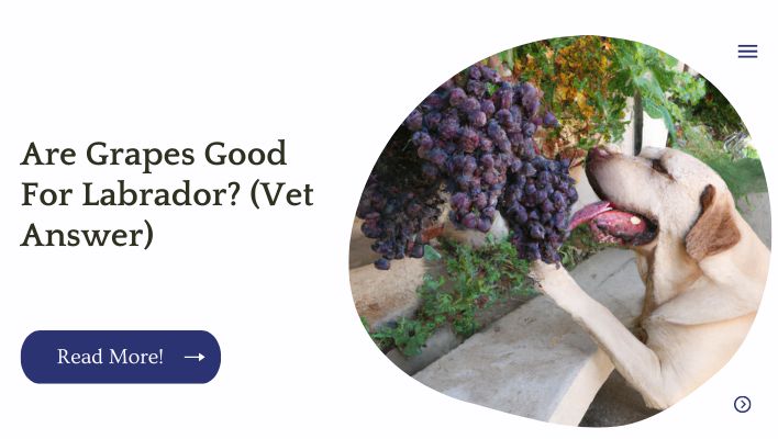 Are Grapes Good For Labrador? (Vet Answer)