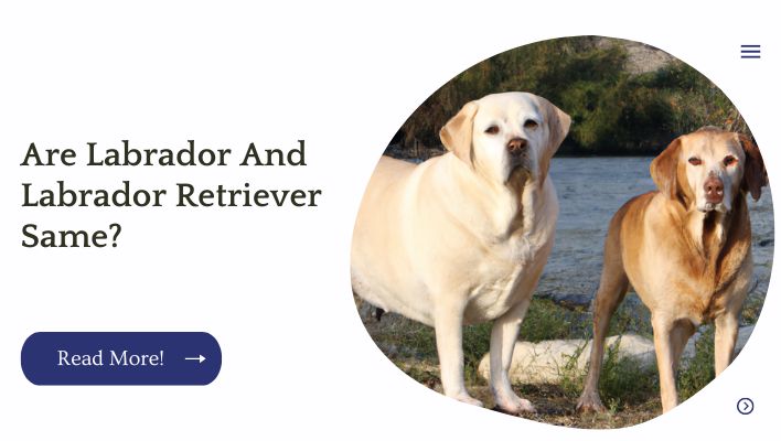 Are Labrador And Labrador Retriever Same?