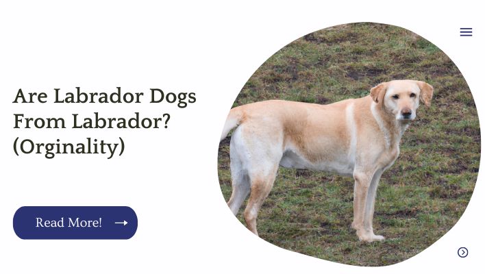 Are Labrador Dogs From Labrador? (Orginality)