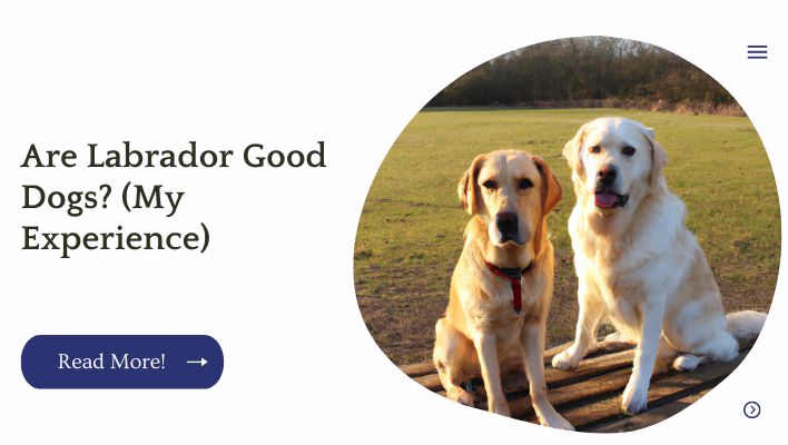 Are Labrador Good Dogs? (My Experience)