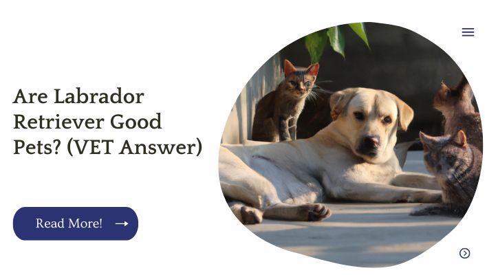 Are Labrador Retriever Good Pets? (VET Answer)