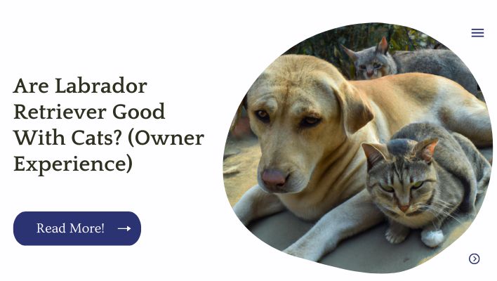 Are Labrador Retriever Good With Cats? (Owner Experience)