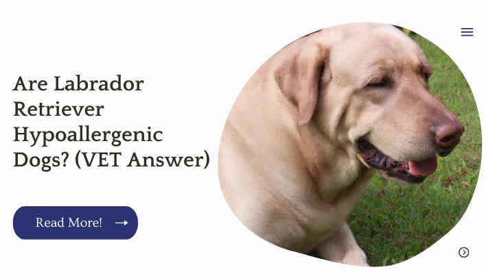 Are Labrador Retriever Hypoallergenic Dogs? (VET Answer)