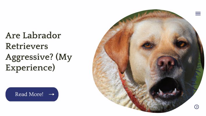 Are Labrador Retrievers Aggressive? (My Experience)