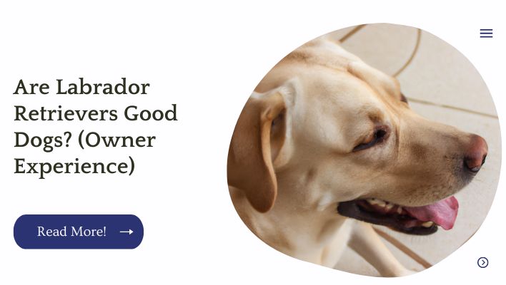 Are Labrador Retrievers Good Dogs? (Owner Experience)