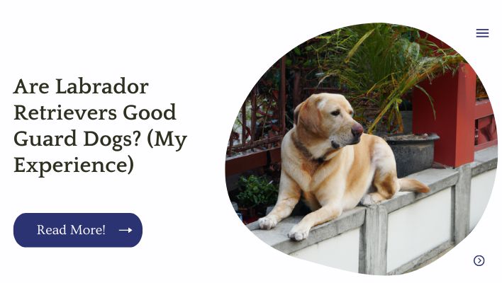 Are Labrador Retrievers Good Guard Dogs? (My Experience)