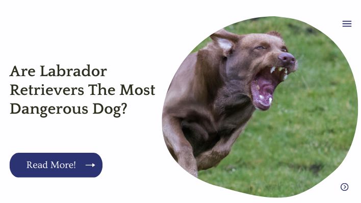 Are Labrador Retrievers The Most Dangerous Dog?