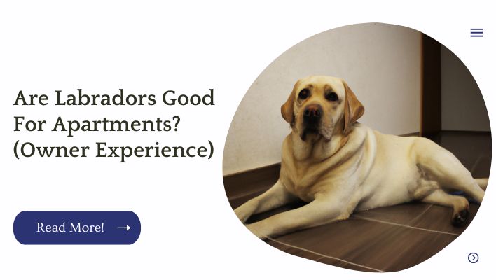 Are Labradors Good For Apartments? (Owner Experience)