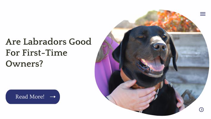 Are Labradors Good For First-Time Owners?