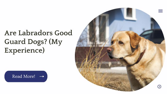 Are Labradors Good Guard Dogs? (My Experience)