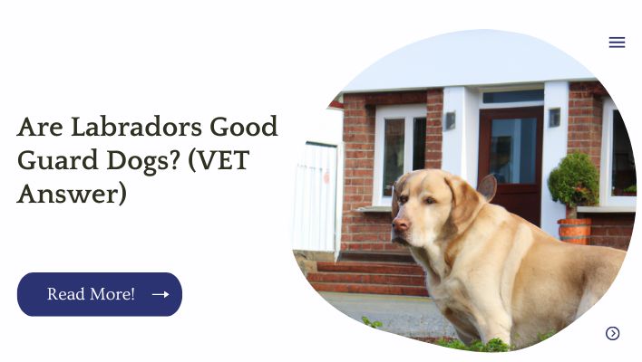 Are Labradors Good Guard Dogs? (VET Answer)