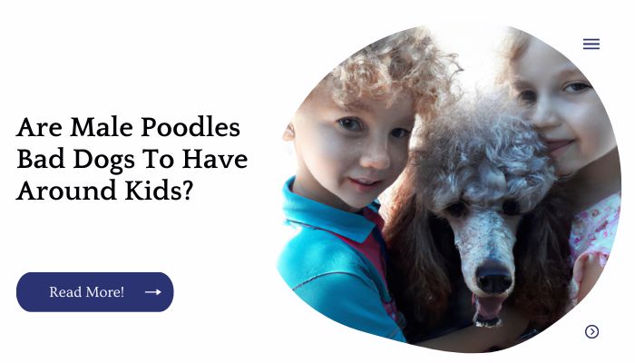 Are Male Poodles Bad Dogs To Have Around Kids?