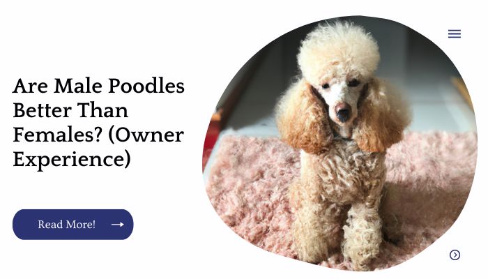 Are Male Poodles Better Than Females? (Owner Experience)