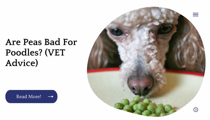 Are Peas Bad For Poodles? (VET Advice)