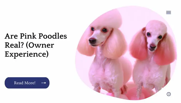 Are Pink Poodles Real? (Owner Experience)