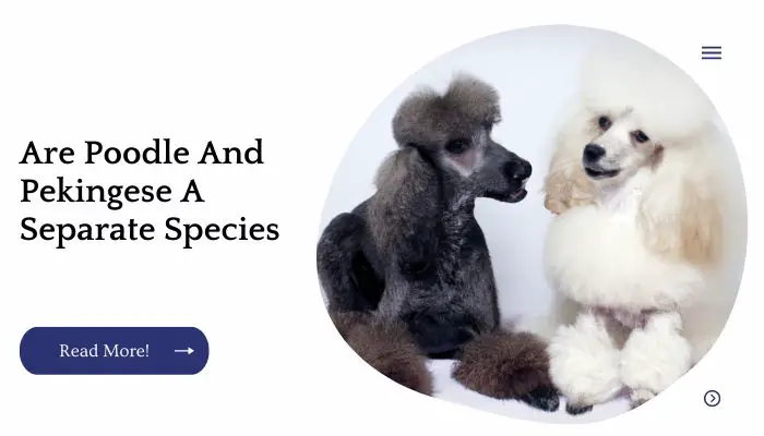 Are Poodle And Pekingese A Separate Species