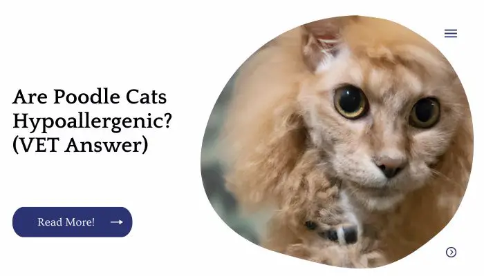 Are Poodle Cats Hypoallergenic? (VET Answer)