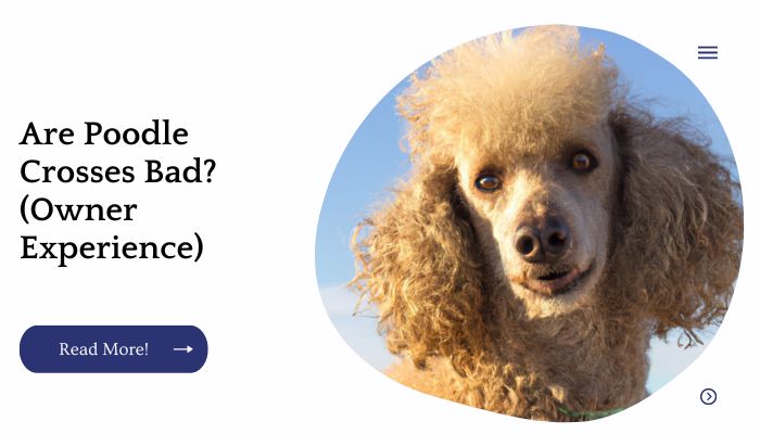 Are Poodle Crosses Bad? (Owner Experience)