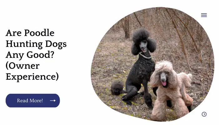 Are Poodle Hunting Dogs Any Good? (Owner Experience)