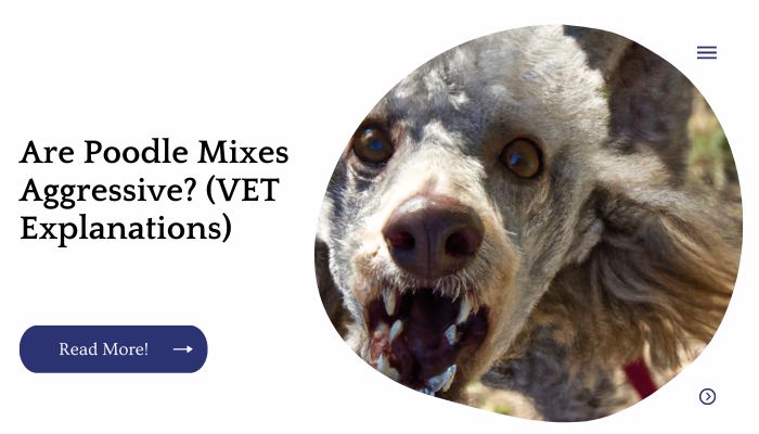 Are Poodle Mixes Aggressive? (VET Explanations)