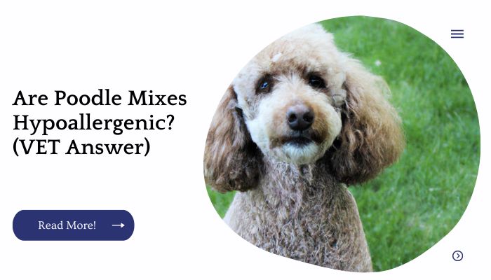 Are Poodle Mixes Hypoallergenic? (VET Answer)