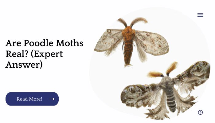 Are Poodle Moths Real? (Expert Answer)