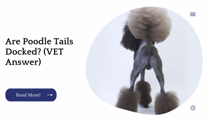 Are Poodle Tails Docked? (VET Answer)