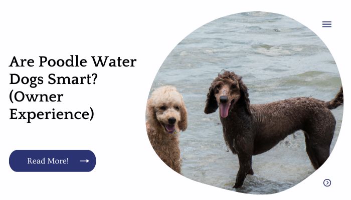 Are Poodle Water Dogs Smart? (Owner Experience)