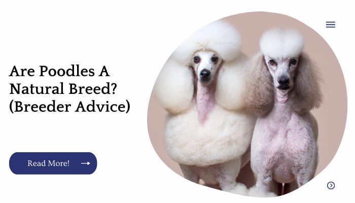 Are Poodles A Natural Breed? (Breeder Advice)