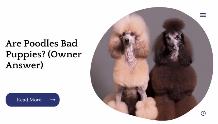 Are Poodles Bad Puppies? (Owner Answer)