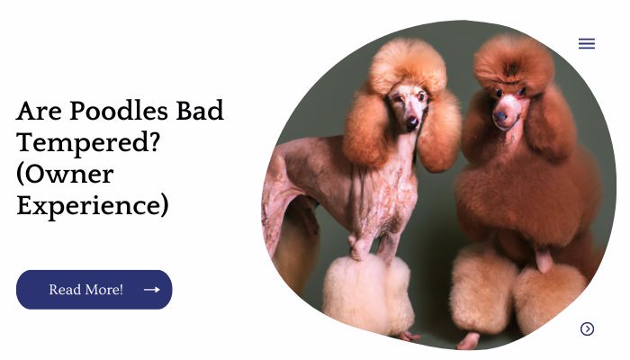 Are Poodles Bad Tempered? (Owner Experience)