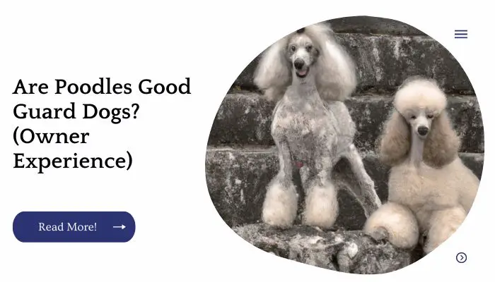 Are Poodles Good Dogs? (Owner Experience)