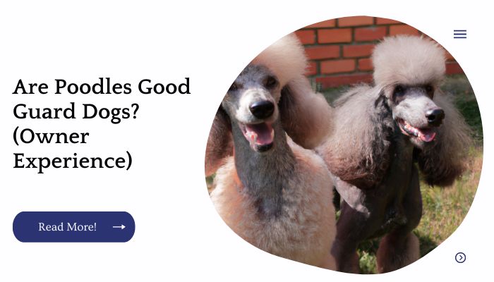 Are Poodles Good Guard Dogs? (Owner Experience)