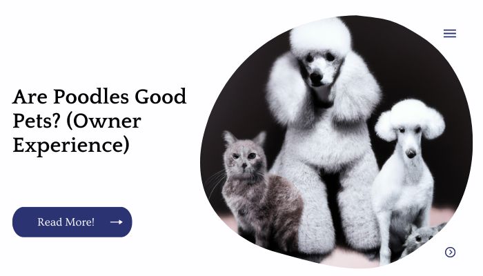 Are Poodles Good Pets? (Owner Experience)
