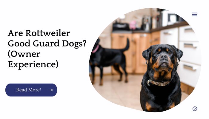Are Rottweiler Good Guard Dogs? (Owner Experience)