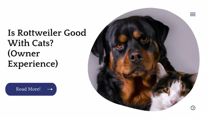 Are Rottweiler Good With Cats? (Owner Experience)