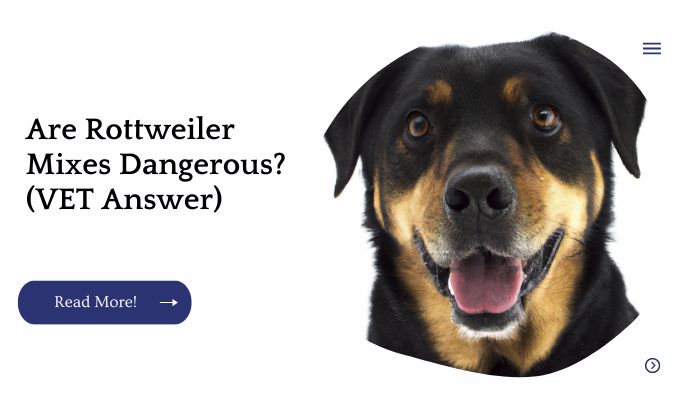 Are Rottweiler Mixes Dangerous? (VET Answer)