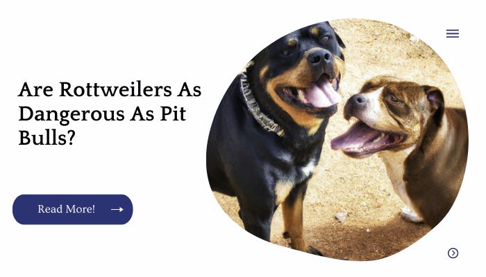 Are Rottweilers As Dangerous As Pit Bulls?