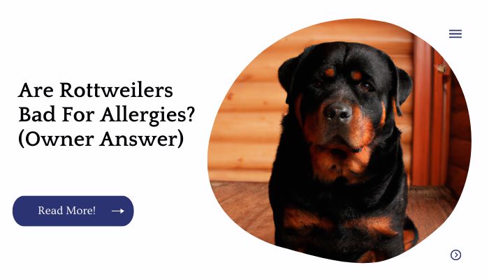 Are Rottweilers Bad For Allergies? (Owner Answer)