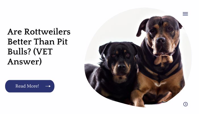 Are Rottweilers Better Than Pit Bulls? (VET Answer)