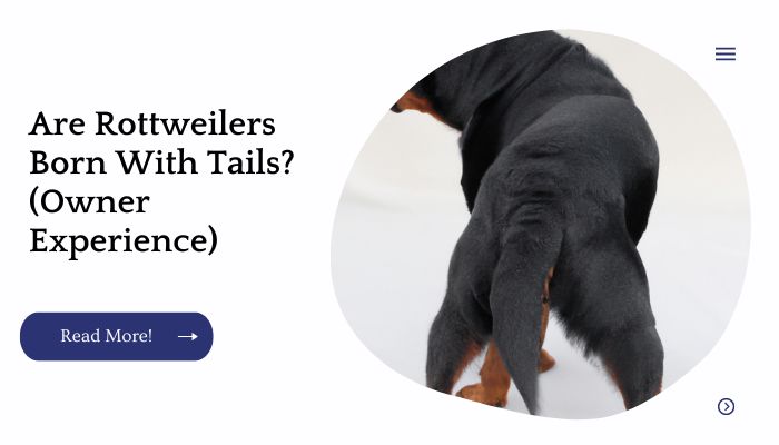 Are Rottweilers Born With Tails? (Owner Experience)