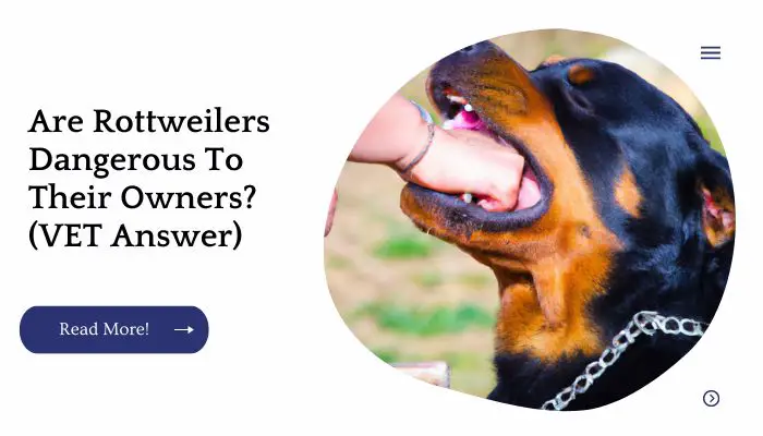Are Rottweilers Dangerous To Their Owners? (VET Answer)