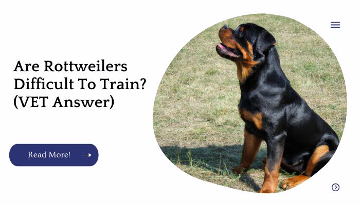 Are Rottweilers Difficult To Train? (VET Answer)