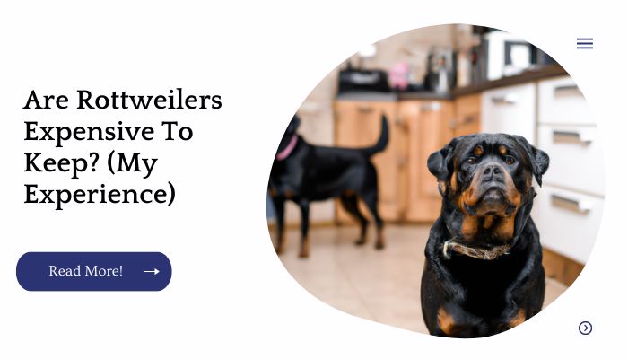 Are Rottweilers Expensive To Keep? (My Experience)