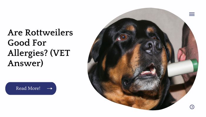 Are Rottweilers Good For Allergies? (VET Answer)