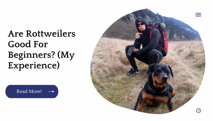 Are Rottweilers Good For Beginners? (My Experience)