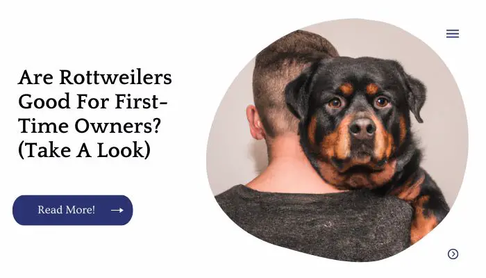Are Rottweilers Good For First-Time Owners? (Take A Look)