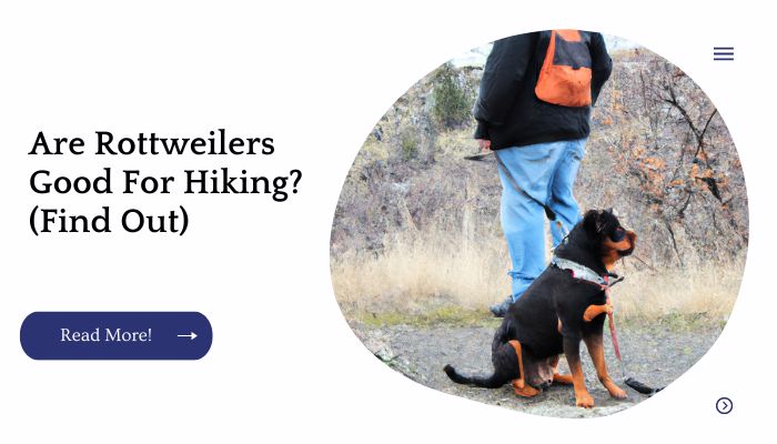 Are Rottweilers Good For Hiking? (Find Out)